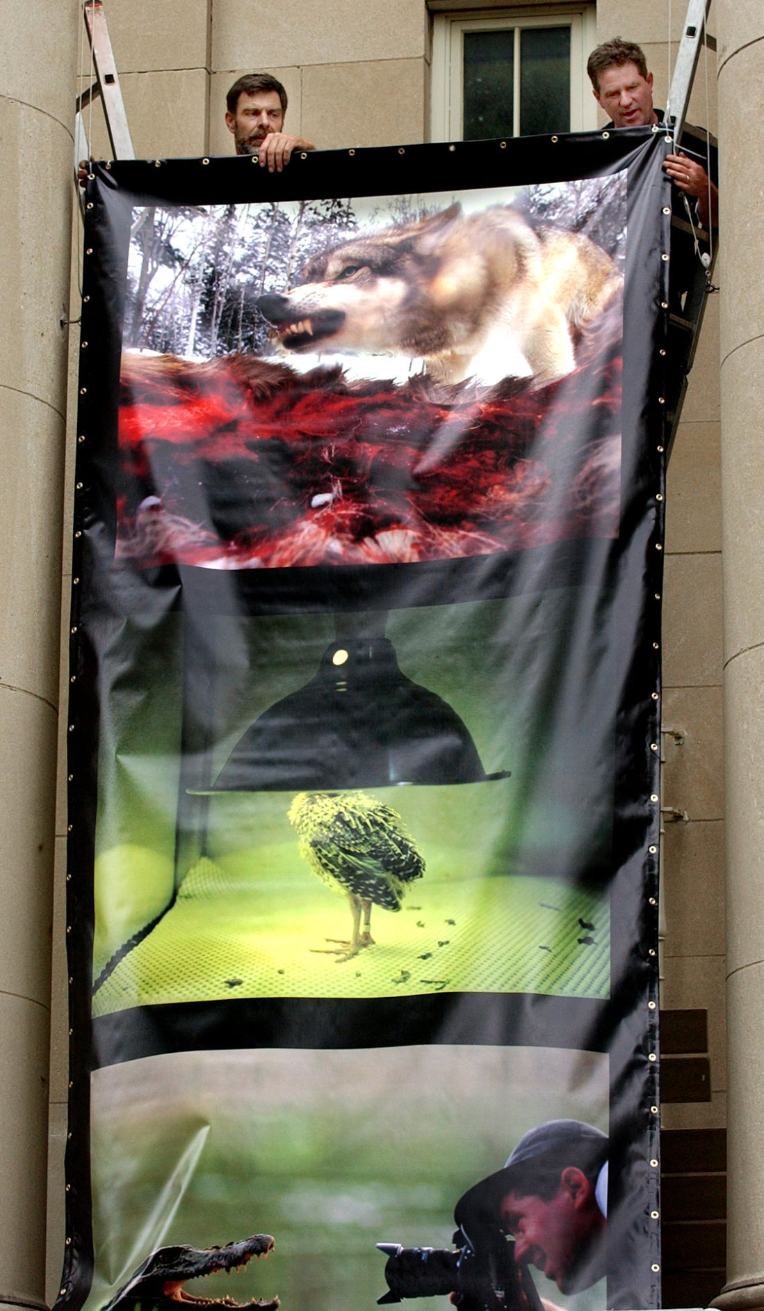 Morrill Hall banners
